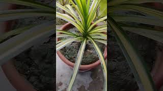 Pandanus veitchiiindoorplant nature gardening garden [upl. by Irab]