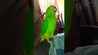 Mitthu good morning bolega ❤️😀😀😀 parrot birds mitthu [upl. by Clarette]