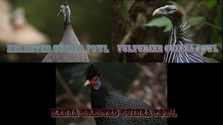 Guinea Fowls [upl. by Atiluap470]