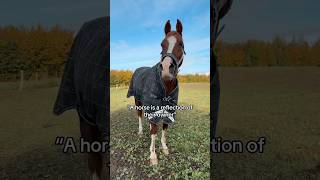 Like owner like horse… sadly 😂 horse pferde horses equestrian funny trending fun riding [upl. by Mahau798]