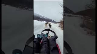 Paseo en trineo con perros husky [upl. by Cohe]