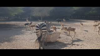 ZEBRA AND BLACKBUCK ANTELOPE EATING ALFALFA PELLETS [upl. by Beckie]