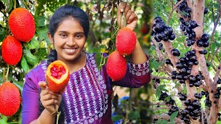 എറ്റവും വലിയ അപൂർവ്വ JaboticabaGac fruit തോട്ടം ഇനി കവിക്ക് സ്വന്തം [upl. by Owiat]