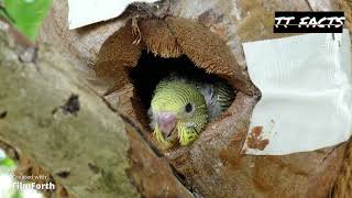 THE BUDGERIGAR BIRDS [upl. by Martinic]