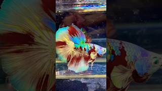 Betta Fish  Galaxy bettafish bettabreeding shorts fish [upl. by Nyladnohr]