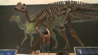 Haddy Visits the New Jersey State Museum [upl. by Tab]