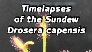 Timelapses of the Sundew Drosera capensis pt19 [upl. by Atlee]