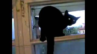 Cat gets caught barking by a human and resumes meowing [upl. by Nelle]