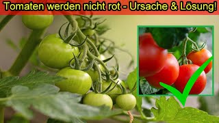 Tomaten werden nicht rot – Ursache amp was tun damit Tomaten nicht grün bleiben amp rot werden 🍅 [upl. by Ayifa432]