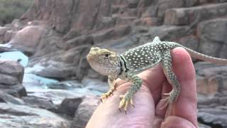 Lizards of AZ Eastern Collard Lizard Crotaphytus collaris [upl. by Whiffen]