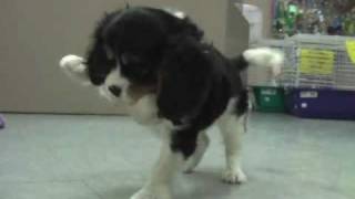 King Charles Spaniel Playtime [upl. by Aitnis]