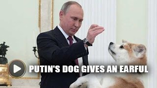 Putins large dog Yume barks at Japanese journalists [upl. by Elata654]