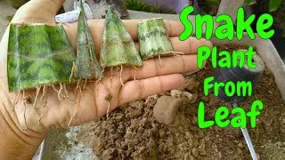 How to Grow Snake Plant  Sansevieria From Leaf Cutting [upl. by Ecirad]