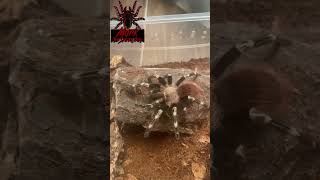 vitalius chromatus brazilianredandwhite short shorts shortsvideo tarantula arachnid spider [upl. by Aicargatla]