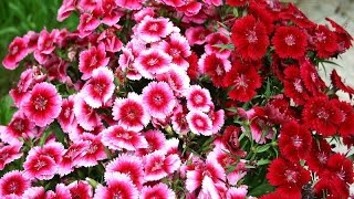 Amazing and Most Beautiful Sweet William Flowers Pictures [upl. by Jeanine432]