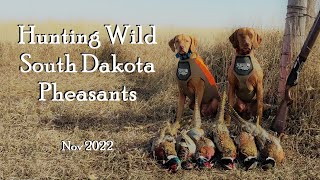 South Dakota Wild Pheasant Hunting At Its Finest [upl. by Redienhcs]