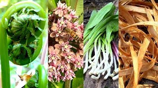 Wild Food Foraging Season 3 Milkweed Tree Cambium Fiddlehead Pine Cattail Evergreens Birch [upl. by Anaeirb]