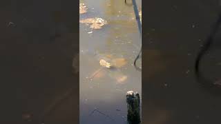 Carp Fishing  fishing bigfish carp catchandrelease fyp foryou viralvideo 2024 [upl. by Bartholemy13]