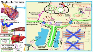 ANTIHELMINTHICS AnthelminticsPart 2Pyrantel Pamoate Levamisole Bephenium [upl. by Johnston]