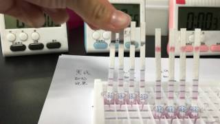 Milk Antibiotic Testing  Betalactamtetracycline [upl. by Fowle661]