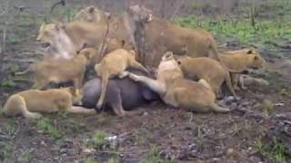 Lions kill wildebeest [upl. by Soirtimid]