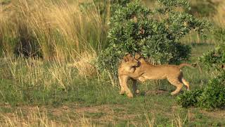 Lion cubs play fighting [upl. by Nace]