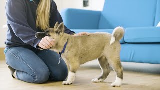 How to Stop Your Puppy Mouthing  The Battersea Way [upl. by Fulmis]