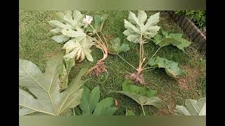 Tetrapanax papyrifera steroidial giant  division par prélèvement des rejets [upl. by Navar]