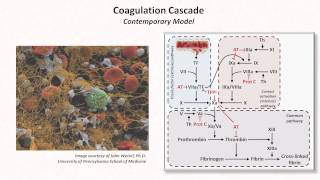 Hemostasis Lesson 3  Coagulation Cascade and Fibrinolysis [upl. by Yderf]