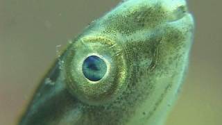 Teluk Kembahu Lembeh Strait [upl. by Bria333]