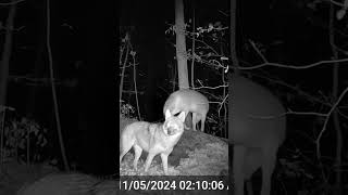 Clever Coyotes Scanning for Prey shorts trailcamera wildlife coyotes easterncoyote nature [upl. by Clothilde]