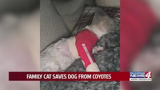 Family cat saves dog from coyotes [upl. by Amary673]