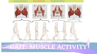 Gait Muscular Activity amp Action [upl. by Karry]