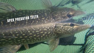 Fly fishing for Northern Pike in a Vermont lake PS they have sharp teeth [upl. by Salter523]