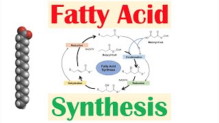 Fatty Acid Synthesis Pathway Overview Enzymes and Regulation [upl. by Alameda]