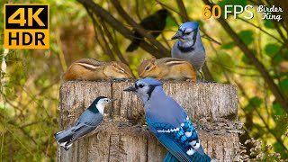 Cat TV for Cats to Watch 😺 Pretty Birds Chipmunks Squirrels 🐿 8 Hours 4K HDR 60FPS [upl. by Eeniffar]