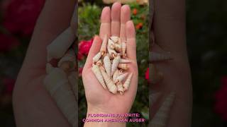 🐚Florida Shelling Common American Augers Flshelling [upl. by Lasorella]