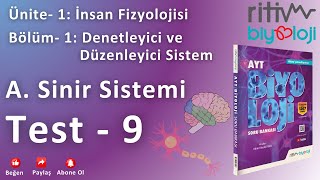 Test  9  Sinir Sistemi  Bölüm Değerlendirme Testi  2 [upl. by Heater]