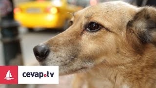 Köpeklerde Raşitizm hastalığı nedir ve hastalıktan nasıl korunur [upl. by Maguire539]