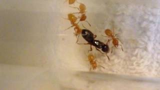 9 Parasitic Queen Ants Lasius claviger 1 Month After Capture [upl. by Eolhc130]