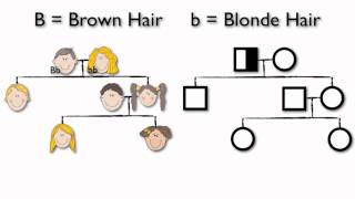 What are Pedigree Charts [upl. by Arekat]