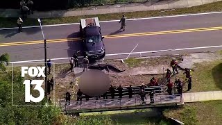 Massive Florida gator involved in death [upl. by Bore306]