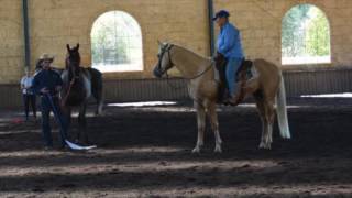 Teaching a stallion to control himself around other horses [upl. by Pyotr]