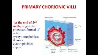 Formation of the Primary chorionic Villi [upl. by Enninaej]