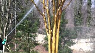 Aphid Insect Control On Crepe Myrtles [upl. by Notreb]