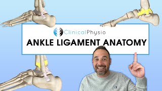 Anatomy of Ankle Ligaments  Expert Physio Review [upl. by Martinson]