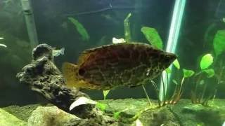 Spotted African Leaf Fish or Leopard Gourami Ctenopoma Actirostre [upl. by Aimek]