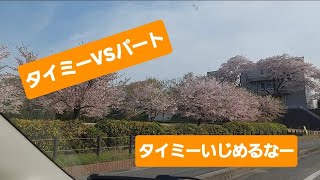 【50代vlog】タイミーで稼ぐよ 嫌なパートさんがいても！ [upl. by Tecu423]