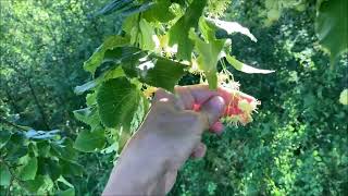 Pinkneys Green National Trust  Eat Linden Tilia flowers  June 2024 [upl. by Sollie]