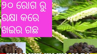 ଖଇର ର ଔଷଧୀୟ ଉପଯୋଗ । Catechu  Khair khadir plant in odia  Cutch Tree  Khadir Tree [upl. by Ingamar]